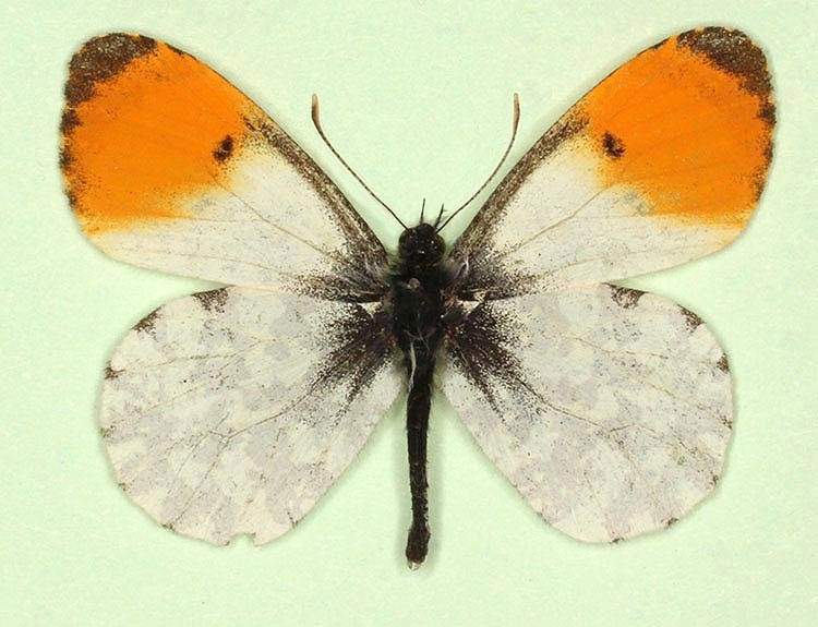 Anthocharis cardamines male (aberrant form costaenigrata) (Internet Image property of respective owner, non-commercial use only)